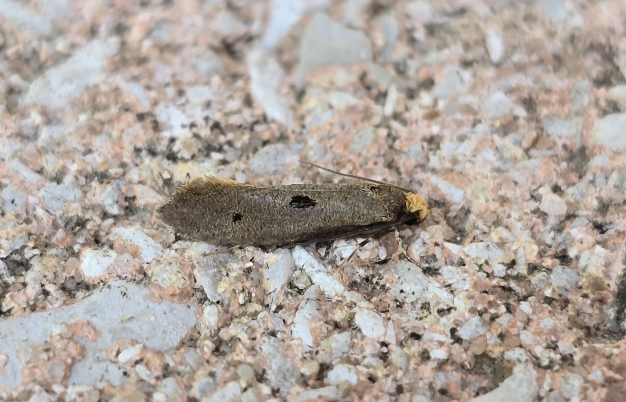 Photo of Bird's Nest Moth (Tinea trinotella)